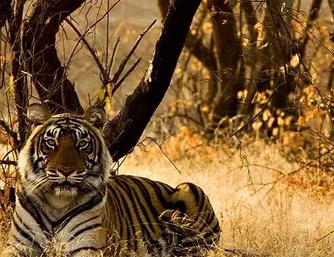 Delhi / Khajuraho / Panna / Bandhavgarh / Kanha